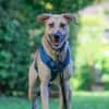 Familienhund sucht ihre Menschen