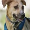 Familienhund sucht ihre Menschen