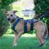 Familienhund sucht ihre Menschen
