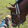 Familienhund sucht ihre Menschen