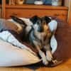 Soziale Hundeoma KATE sucht ♥