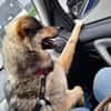 Soziale Hundeoma KATE sucht ♥