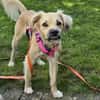 Toller Familienhund sucht ein Zuhause