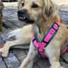 Toller Familienhund sucht ein Zuhause