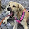 Toller Familienhund sucht ein Zuhause