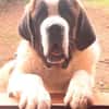 DRAGO - ein junger Bernhardiner ......