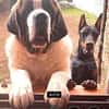 DRAGO - ein junger Bernhardiner ......