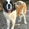 DRAGO - ein junger Bernhardiner ......