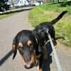 🐾💛  Luxi 🐾💛 sucht sein Zuhause