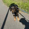 🐾💛  Luxi 🐾💛 sucht sein Zuhause