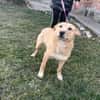 Freundlicher Familienhund - Kinderlieb