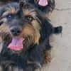 Liebenswerter Zulu sucht Zuhause
