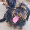 Liebenswerter Zulu sucht Zuhause
