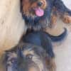 Liebenswerter Zulu sucht Zuhause