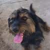Liebenswerter Zulu sucht Zuhause