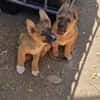 Fifi + Bondarel, Dreamteam sucht Familie