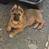 Fifi + Bondarel, Dreamteam sucht Familie