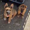 Fifi + Bondarel, Dreamteam sucht Familie