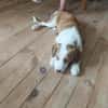 Welpe Archi sucht festes Zuhause