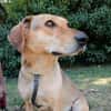 Fina, kleine Hundeseele voller Liebe
