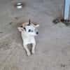 Kleine freundliche Chihuahua Hündin Amy
