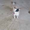 Kleine freundliche Chihuahua Hündin Amy