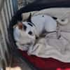 Kleine freundliche Chihuahua Hündin Amy