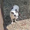Kleine freundliche Chihuahua Hündin Amy