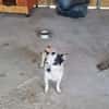 Kleine freundliche Chihuahua Hündin Amy