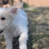 Aslan