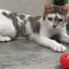 KITARA