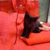 Elif