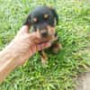 AUREA, baby girl de Gwada