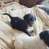AUREA, baby girl de Gwada