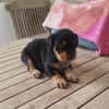 AUREA, baby girl de Gwada