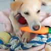 JULES, le doudou de Gwada