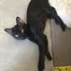 BAGHEERA