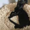 BAGHEERA