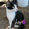 JULY toute jeune femelle
