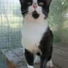OREO tout jeune matou