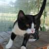 OREO tout jeune matou