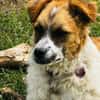 Vicky sucht ein neues Zuhause