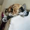 Vicky sucht ein neues Zuhause
