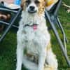Vicky sucht ein neues Zuhause