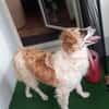 Vicky sucht ein neues Zuhause