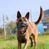 Wolf sucht rasseerfahrene Halter