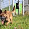 Wolf sucht rasseerfahrene Halter
