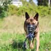 Wolf sucht rasseerfahrene Halter