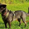 AMY DARF NICHT DURCHS RASTER FALLEN