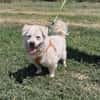 Toller Pekingesen Mix sucht Zuhause